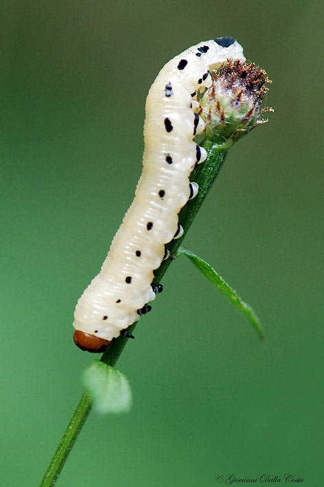 Identificazione bruco bianco latte e testa rossa (Symphita)